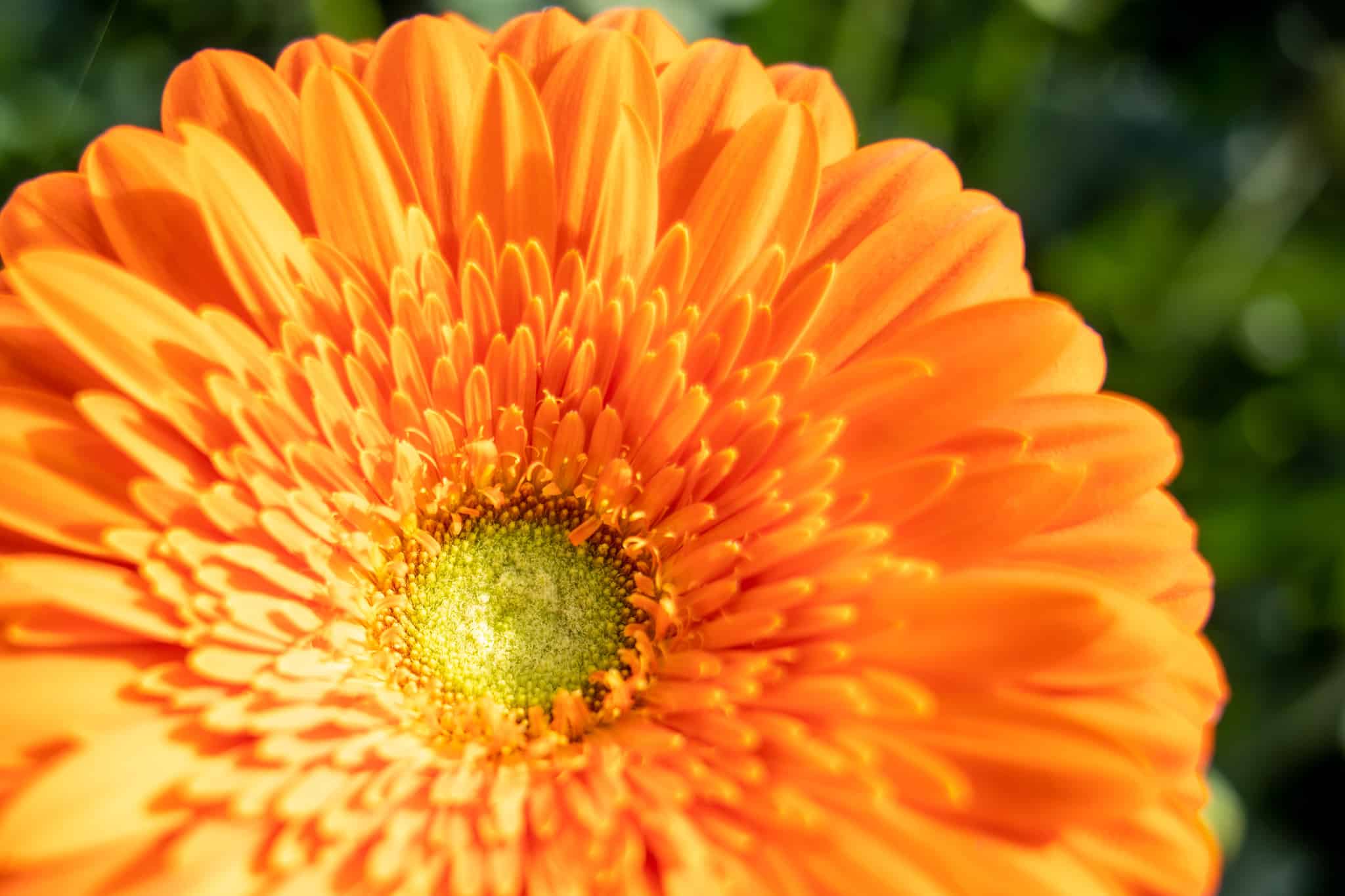 Oranje gerbera in Rotterdam gefotografeerd.